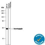 SCGN Polyclonal Antibody