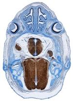 SEZ6L2 Antibody in Immunohistochemistry (Frozen) (IHC (F))