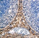 ZIC1 Antibody in Immunohistochemistry (Frozen) (IHC (F))