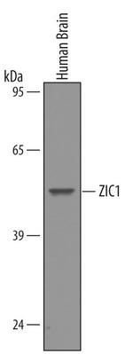 ZIC1 Antibody in Western Blot (WB)