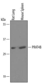 Cnpy4 Polyclonal Antibody