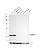 Parvalbumin Antibody in Western Blot (WB)