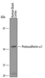 PCDHA1 Antibody in Western Blot (WB)