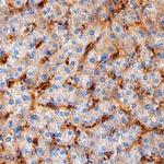 Ninjurin 1 Polyclonal Antibody