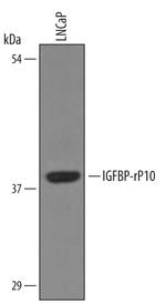 KAZALD1 Polyclonal Antibody