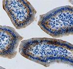 ENPP7 Polyclonal Antibody