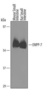 ENPP7 Antibody in Western Blot (WB)