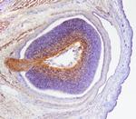 CD100 Polyclonal Antibody