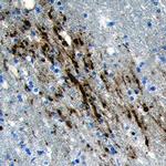 CLSTN3 Antibody in Immunohistochemistry (Paraffin) (IHC (P))