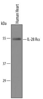 IFNLR1 Polyclonal Antibody