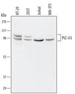 PLCD3 Polyclonal Antibody
