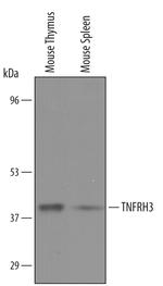 TNFRH3 Polyclonal Antibody