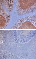 Neuroplastin Polyclonal Antibody