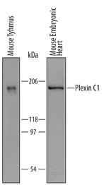 PLXNC1 Antibody in Western Blot (WB)
