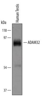 ADAM32 Polyclonal Antibody