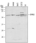DYRK2 Polyclonal Antibody