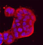 PCDH8 Antibody in Immunocytochemistry (ICC/IF)