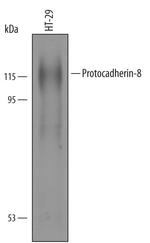 PCDH8 Antibody in Western Blot (WB)