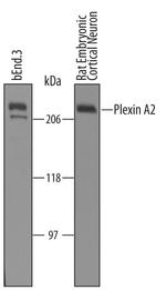 Plexin A2 Antibody in Western Blot (WB)