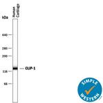 CILP Polyclonal Antibody