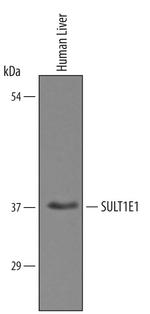 SULT1E1 Antibody in Western Blot (WB)