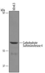 CHST4 Polyclonal Antibody