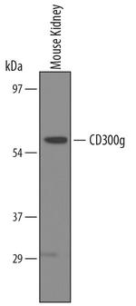 CD300g Polyclonal Antibody