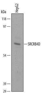SRCRB4D Polyclonal Antibody