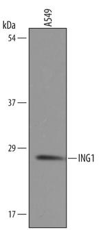ING1 Antibody in Western Blot (WB)