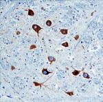 Nogo-C Polyclonal Antibody