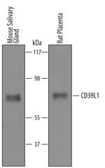 ENTPD2 Polyclonal Antibody