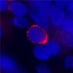 SIGLEC12 Polyclonal Antibody