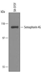 SEMA4G Antibody in Western Blot (WB)