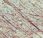 FABP8 Polyclonal Antibody