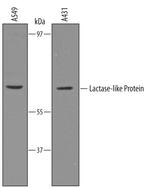 LCTL Polyclonal Antibody