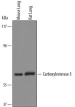 CES3 Polyclonal Antibody