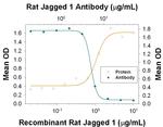 Jagged1 Polyclonal Antibody