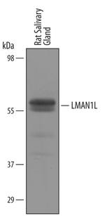 Lman1l Polyclonal Antibody