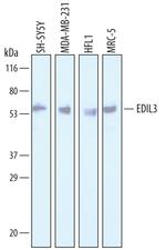 EDIL3 Antibody in Western Blot (WB)