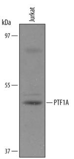PTF1A Antibody in Western Blot (WB)