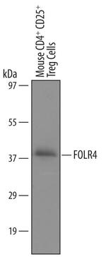 FOLR4 Polyclonal Antibody