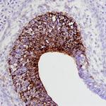 Draxin Polyclonal Antibody