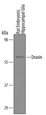 Draxin Antibody in Western Blot (WB)