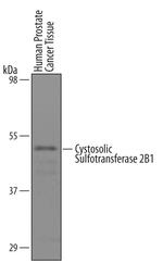 SULT2B1 Antibody in Western Blot (WB)