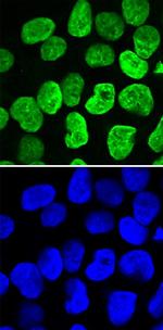 PRDM14 Antibody in Immunocytochemistry (ICC/IF)