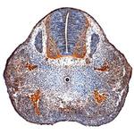 BMP-5 Polyclonal Antibody