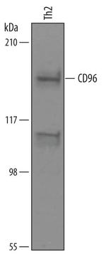 CD96 Polyclonal Antibody