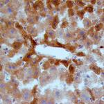 MSP Polyclonal Antibody