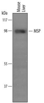 MSP Antibody in Western Blot (WB)