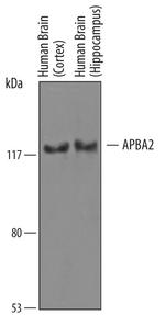 APBA2 Polyclonal Antibody